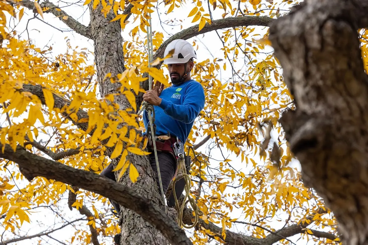Skilled Storm Damage Cleanup crew working in Vilonia