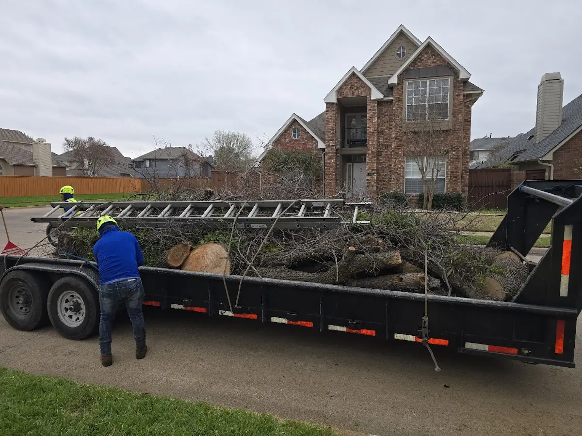 Expert Tree Pest Control with proper safety equipment in Vilonia